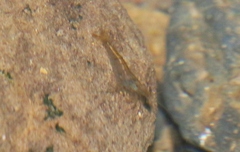 Neocaridina davidi
