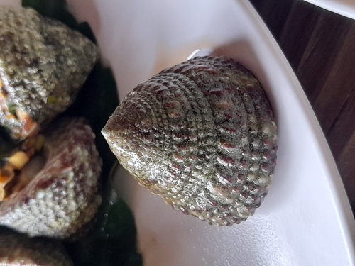 Trochus calcaratus observed 2023-04-22