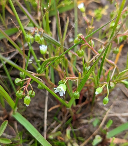Image of Montia linearis by (c) Dominic Gentilcore, some rights reserved (CC BY)