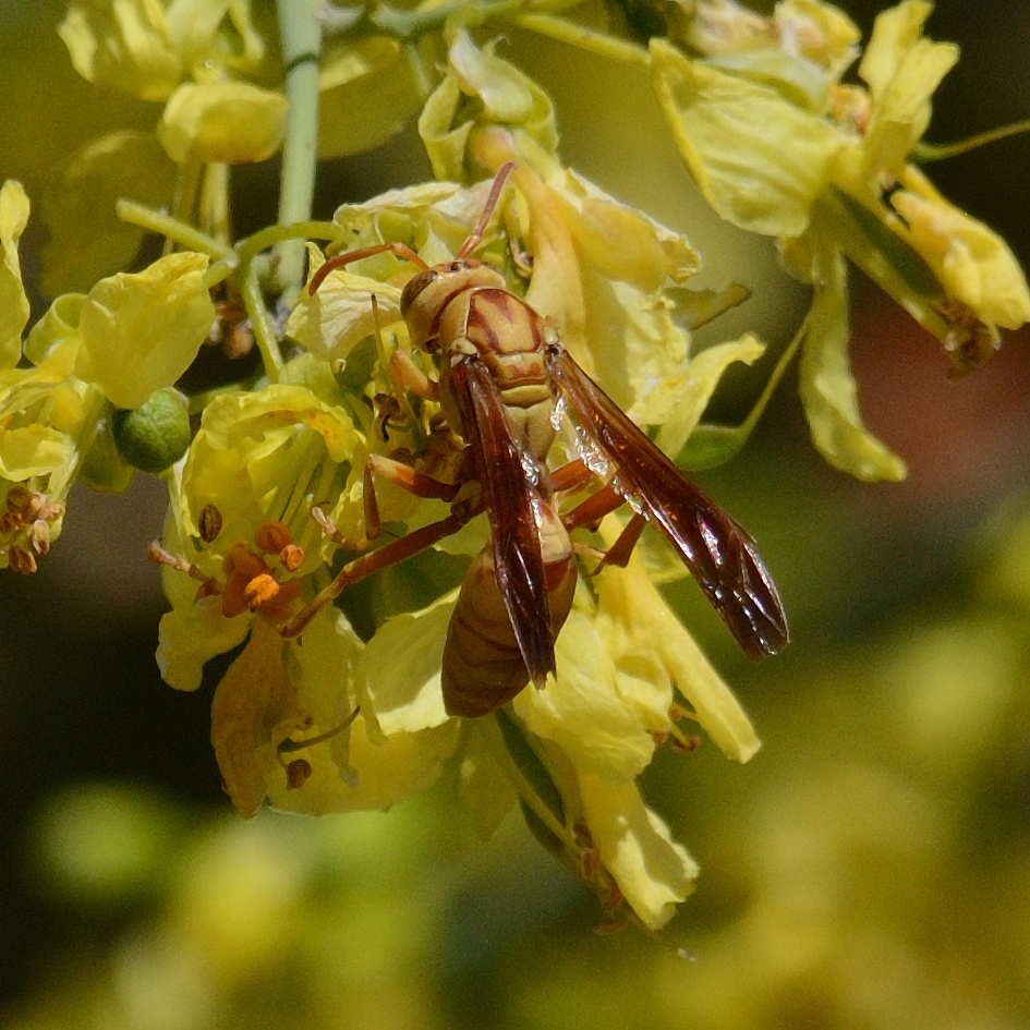 Golden Paper Wasp from Riparian Preserve at Water Ranch, Gilbert, AZ ...