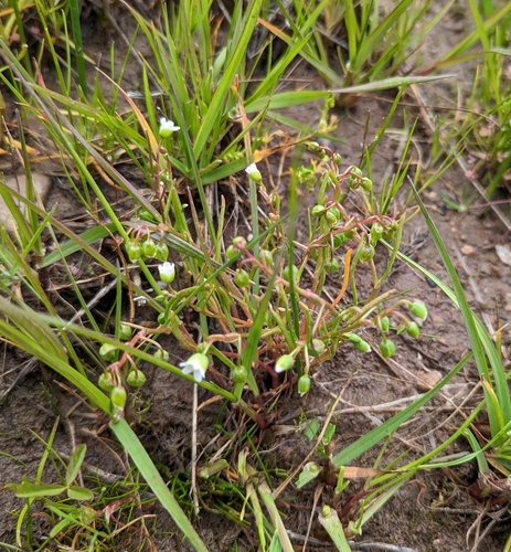 Image of Montia linearis by (c) Dominic Gentilcore, some rights reserved (CC BY)