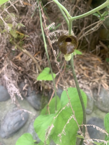 Kaempfer Dutchman's Pipe (Aristolochia kaempferi)