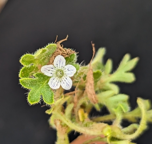 Image of Nemophila pedunculata by (c) Dominic Gentilcore, some rights reserved (CC BY)