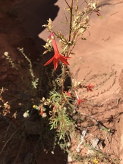 Ipomopsis aggregata aggregata