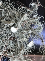 Usnea intermedia