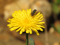 Asemosyrphus mexicanus