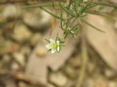 Caryophyllaceae