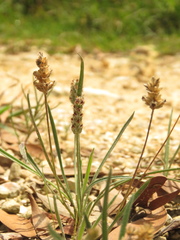 Plantago linearis