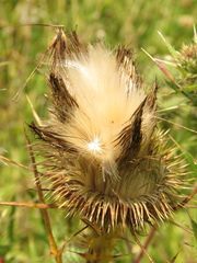 Cirsium vulgare