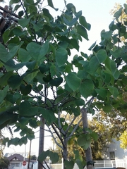 Cercis occidentalis