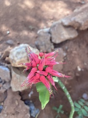 Euphorbia tithymaloides image