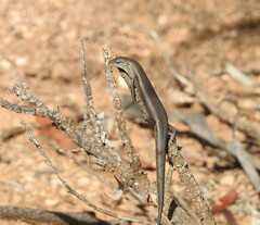 Shrubland Morethia Skink photo 4