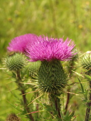 Cirsium vulgare