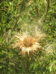 Cirsium vulgare