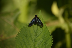 Cyananthrax cyanopterus