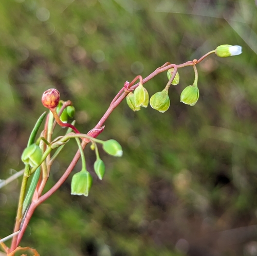 Image of Montia linearis by (c) Dominic Gentilcore, some rights reserved (CC BY)