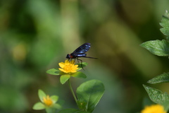 Cyananthrax cyanopterus