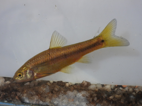 Dikkop-barbeel (Enteromius anoplus) — Cyprinidae