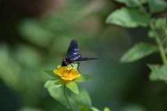 Cyananthrax cyanopterus