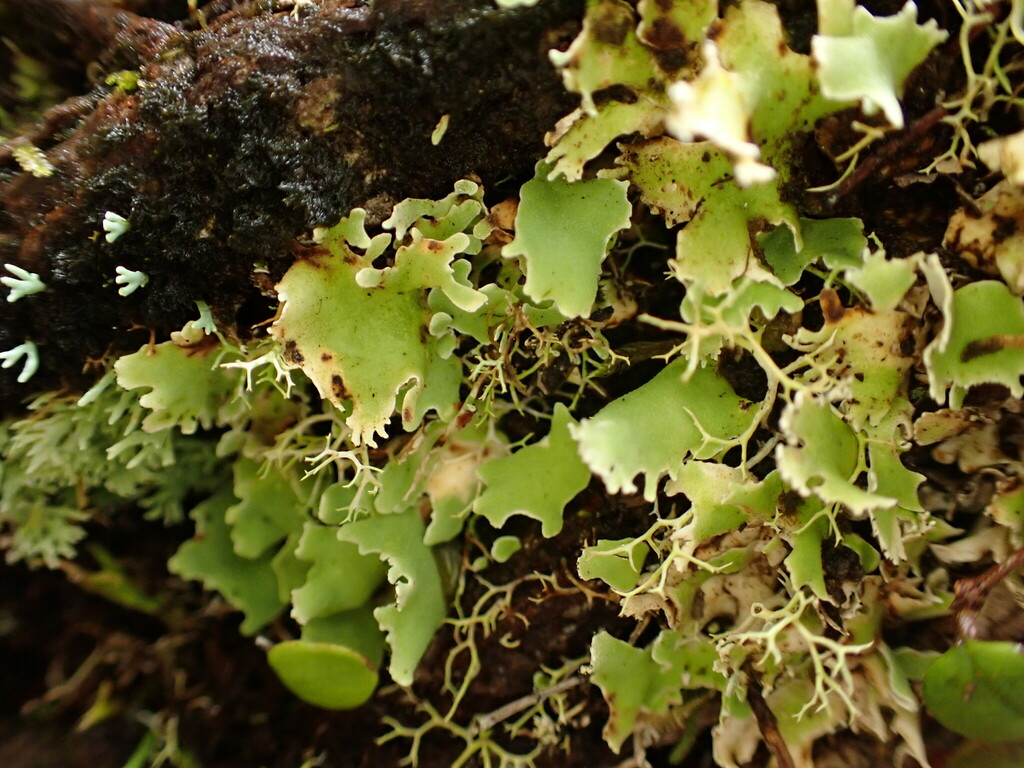Calycidium cuneatum