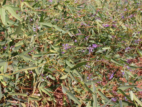 Hardenbergia perbrevidens