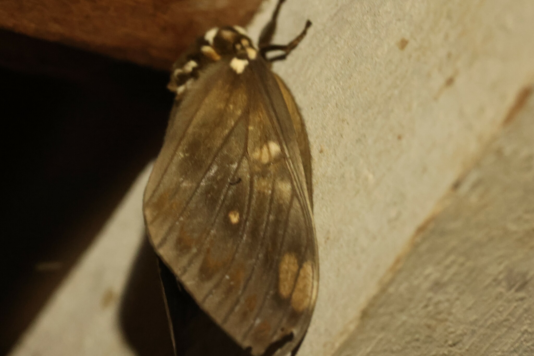 Ceratocampinae image