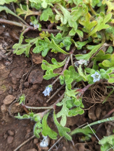 Image of Nemophila pedunculata by (c) Dominic Gentilcore, some rights reserved (CC BY)