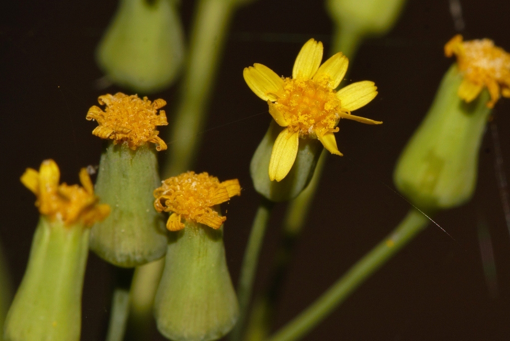 Emilia abyssinica