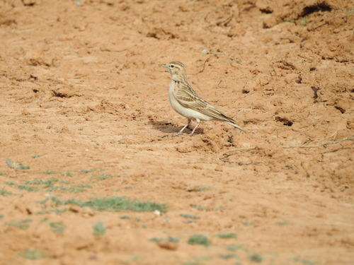 Terrera común (Calandrella brachydactyla)