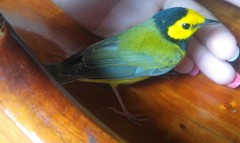Setophaga citrina