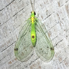 Leucochrysa insularis