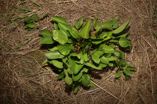 Image of Erect Marsh Flower (Liparophyllum exaltatum) by (c) Greg Tasney, some rights reserved (CC BY-SA)