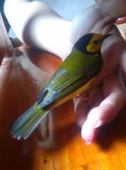 Setophaga citrina