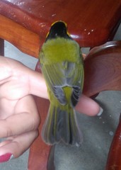 Setophaga citrina