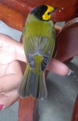 Setophaga citrina