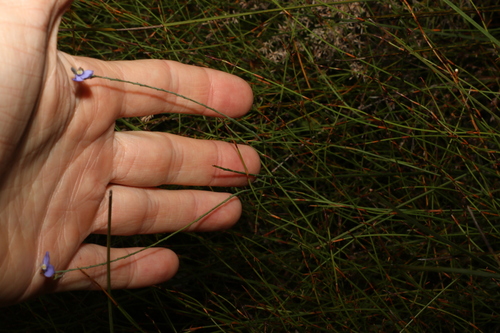 Image of Comesperma defoliatum by (c) Greg Tasney, some rights reserved (CC BY-SA)
