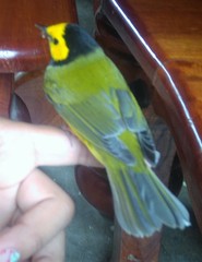 Setophaga citrina
