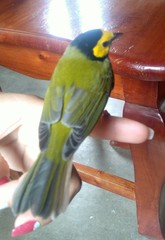 Setophaga citrina