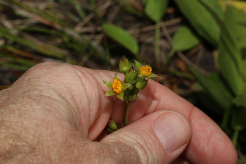 Image of Liparophyllum exaltatum by (c) Greg Tasney, some rights reserved (CC BY-SA)
