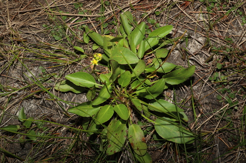 Image of Liparophyllum exaltatum by (c) Greg Tasney, some rights reserved (CC BY-SA)