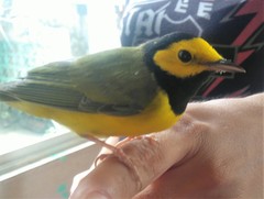 Setophaga citrina