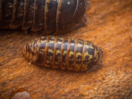 Beautiful Pill Woodlouse, photo 4 of 10