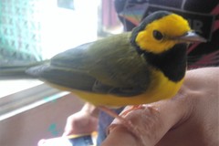 Setophaga citrina