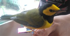 Setophaga citrina