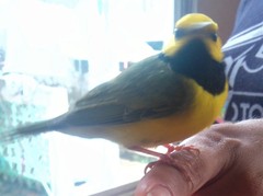 Setophaga citrina