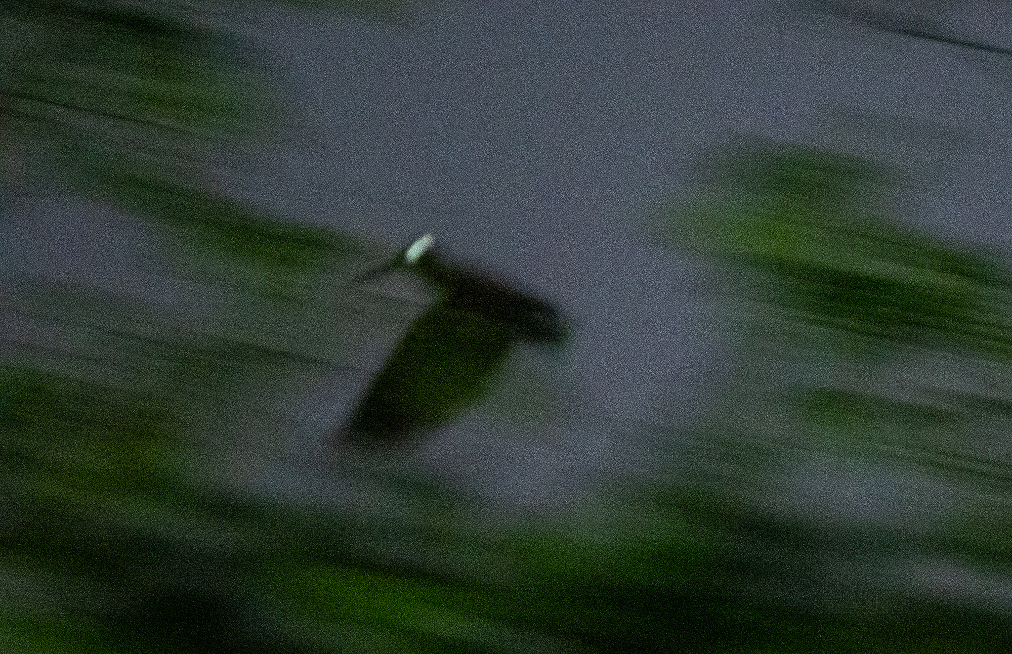 Bukidnon Woodcock (Scolopax bukidnonensis), photo 1