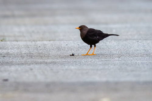 Negros Island Thrush (Turdus nigrorum), photo 5