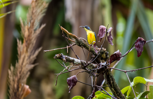 Lina's Sunbird (Aethopyga linaraborae), photo 9