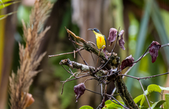 Lina's Sunbird photo 2