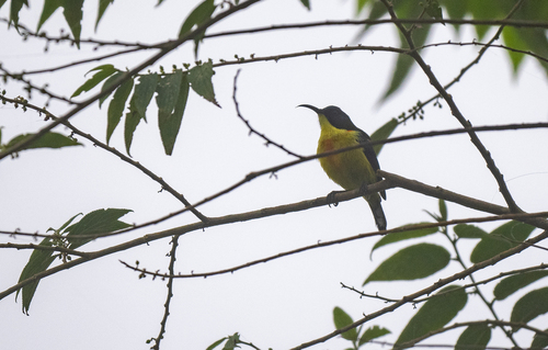 Lina's Sunbird (Aethopyga linaraborae)